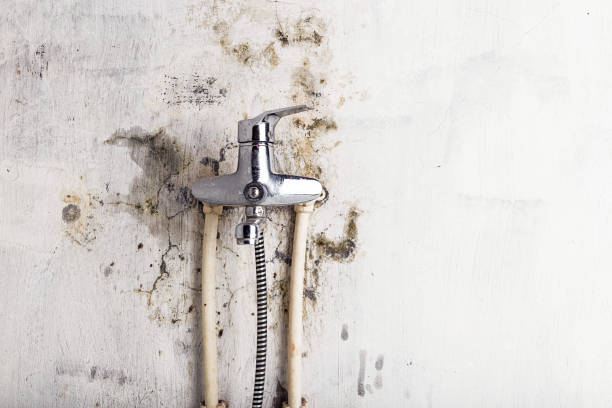 Certified Mold Removal in Cold Spring Harbor, NY