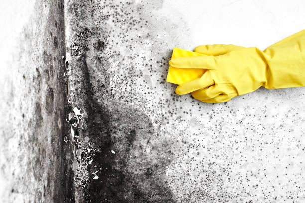 Best Black Mold Removal  in Cold Spring Harbor, NY