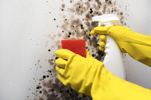 Best Attic Mold Removal  in Cold Spring Harbor, NY